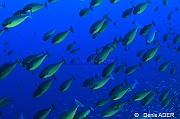 Naso hexacanthus Nason a langue noire ambiance-Au large Batuata Island-29m-20180603-Denis-ADER-DSC_3638_tn